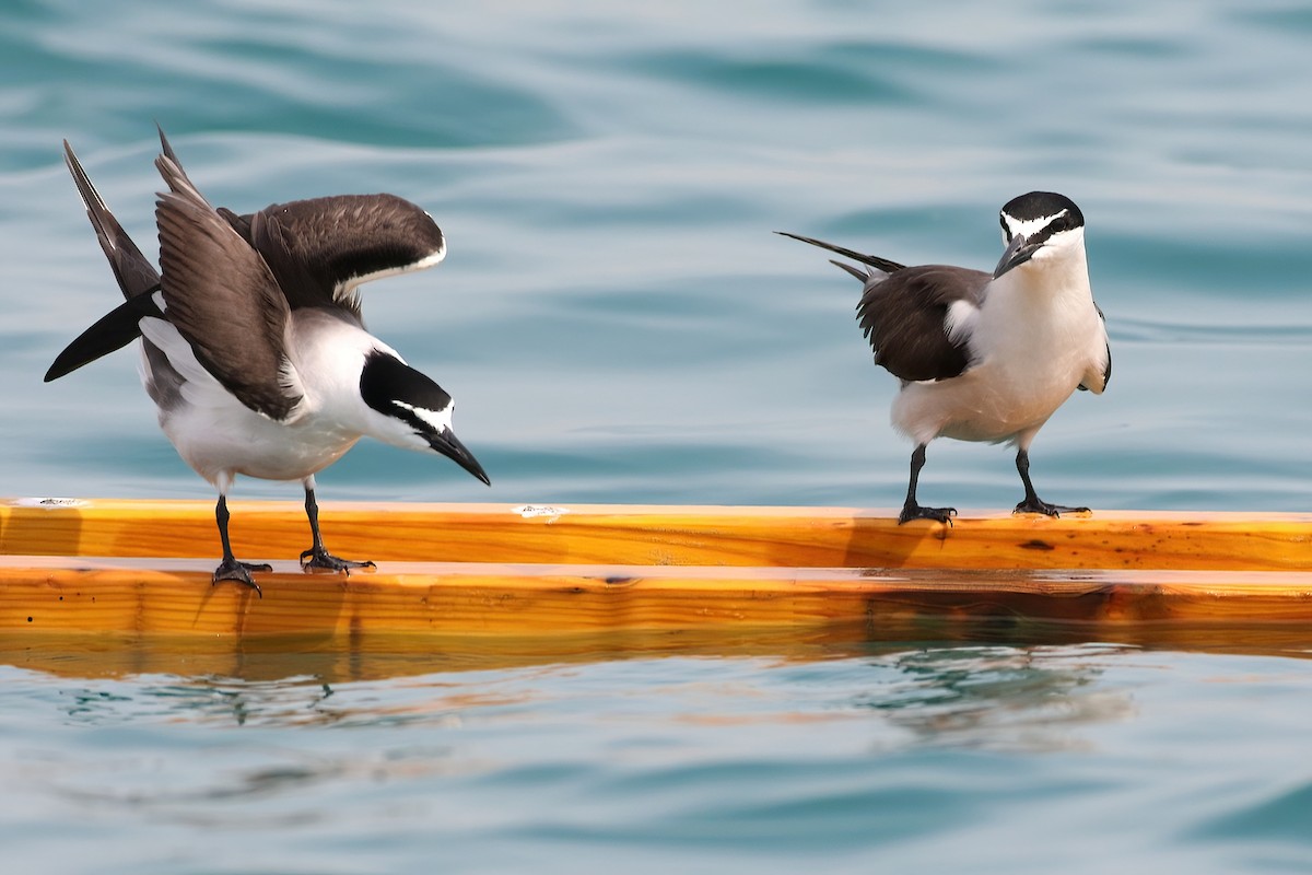 Bridled Tern - ML645440761