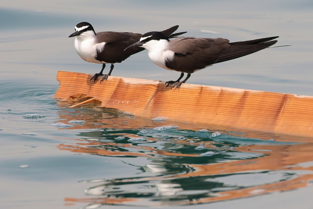 Bridled Tern - ML645440762