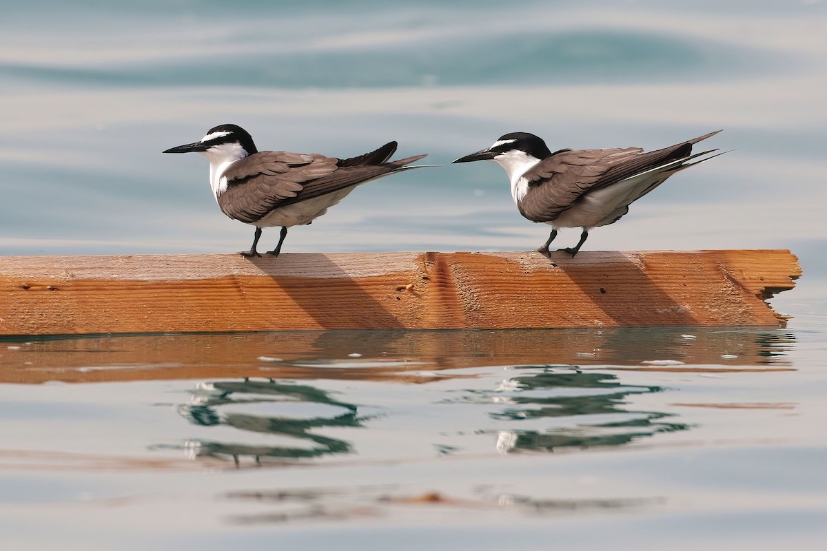 Bridled Tern - ML645440763