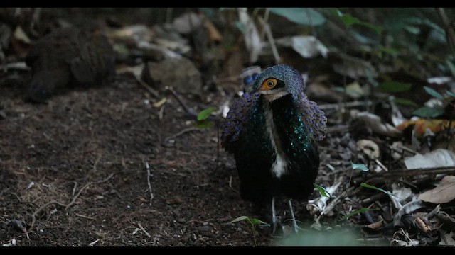 Bornean Peacock-Pheasant - ML645440764
