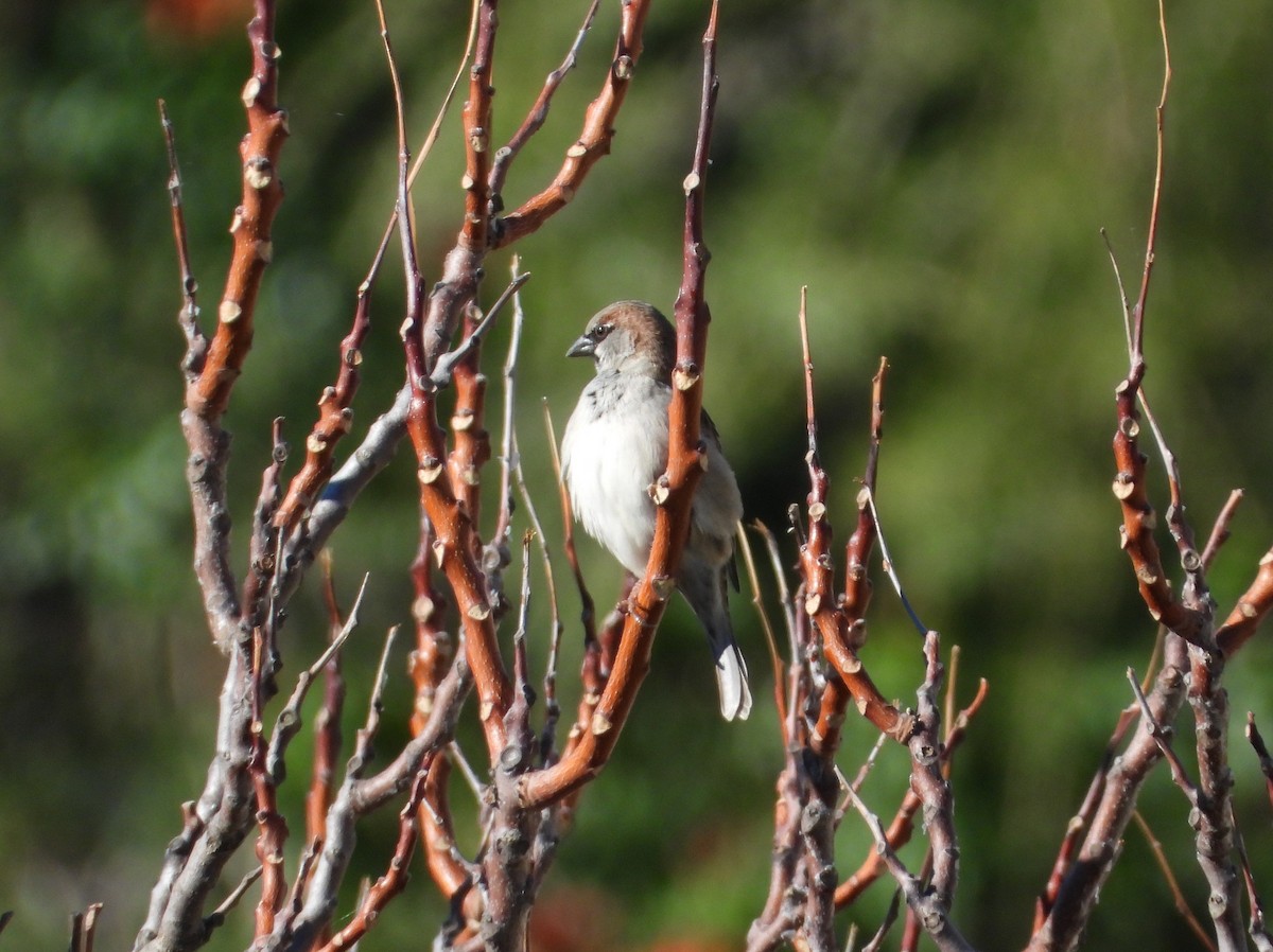Gorrión Común - ML645440770