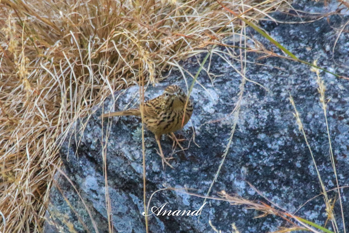 linduška himálajská - ML645440776