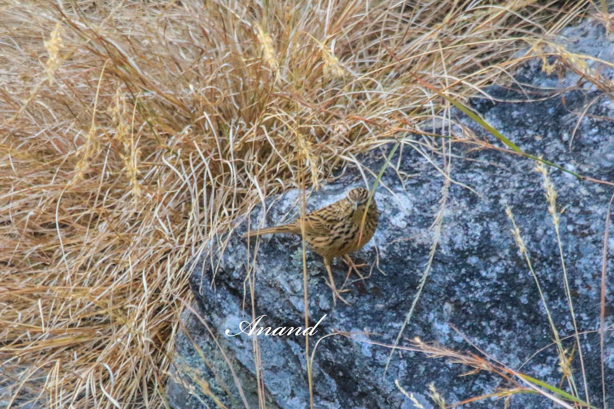 linduška himálajská - ML645440777