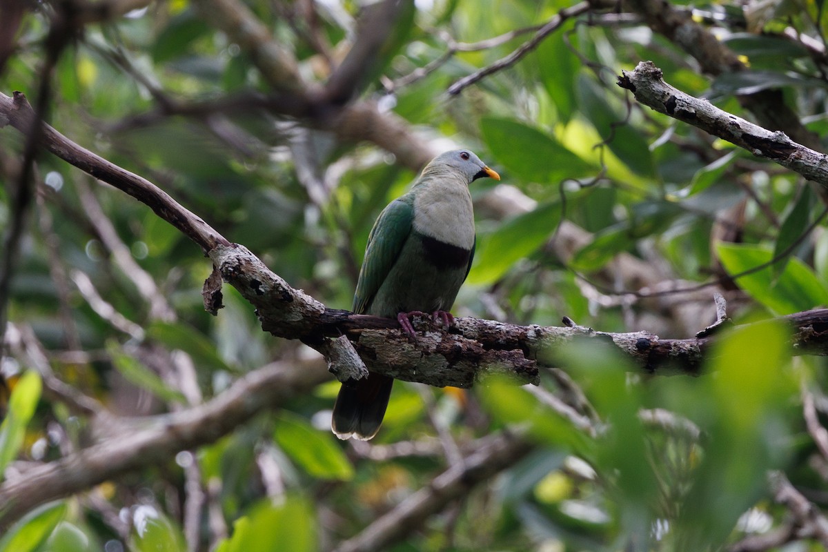 Black-chinned Fruit-Dove - ML645440778