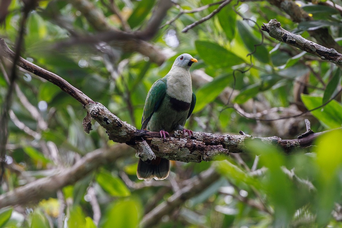 Black-chinned Fruit-Dove - ML645440781