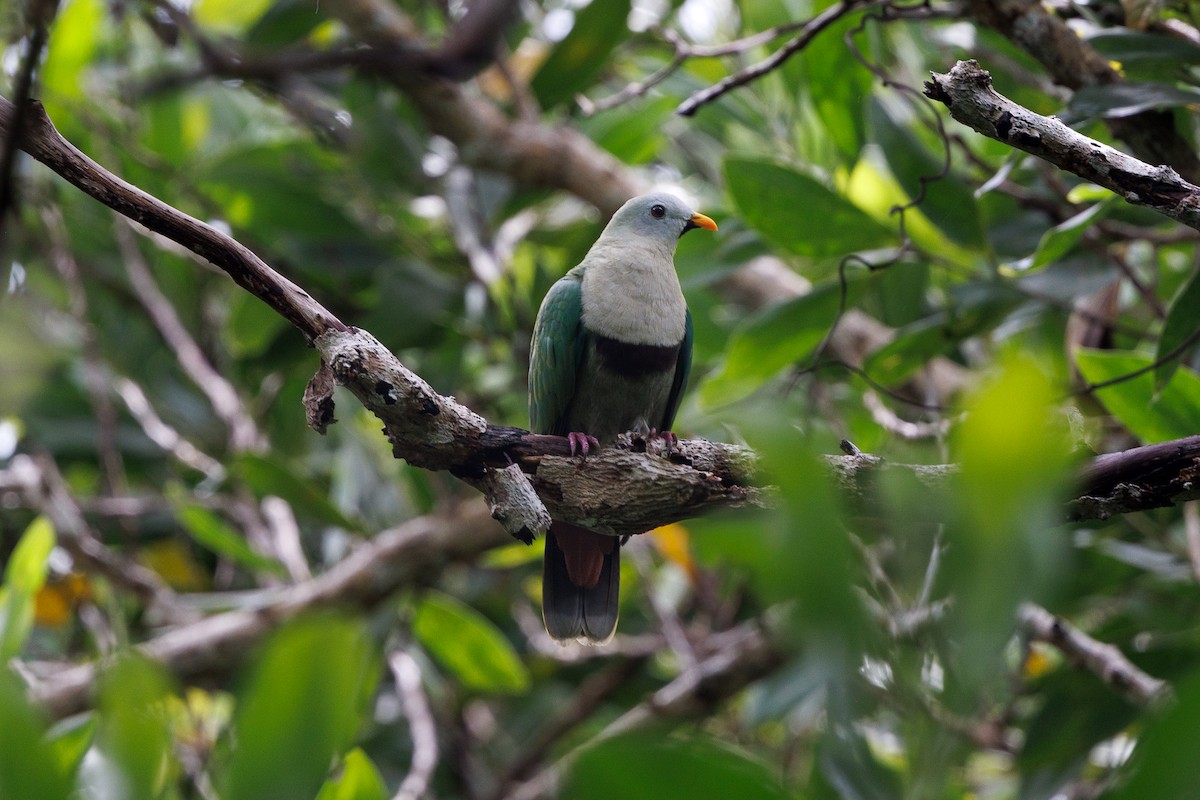 Black-chinned Fruit-Dove - ML645440782