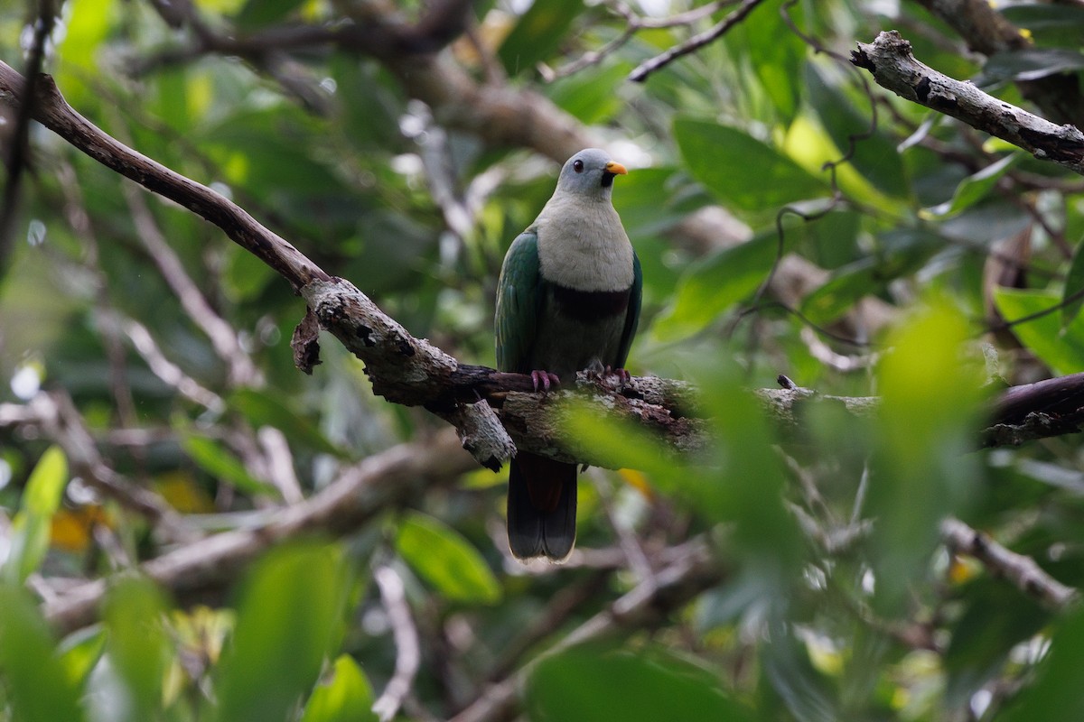Black-chinned Fruit-Dove - ML645440784