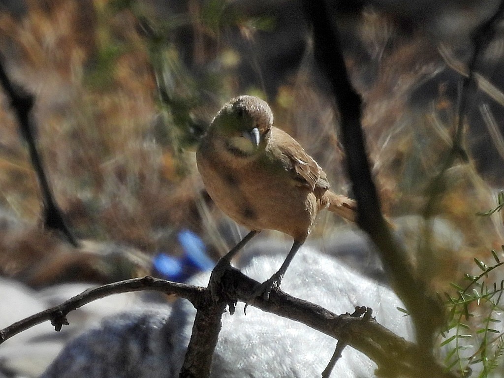 ノドジロエボシカマドドリ - ML645440795