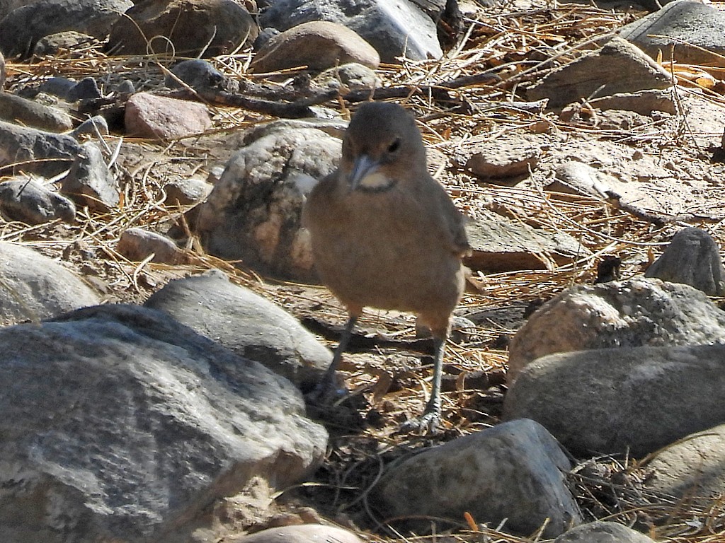 ノドジロエボシカマドドリ - ML645440796