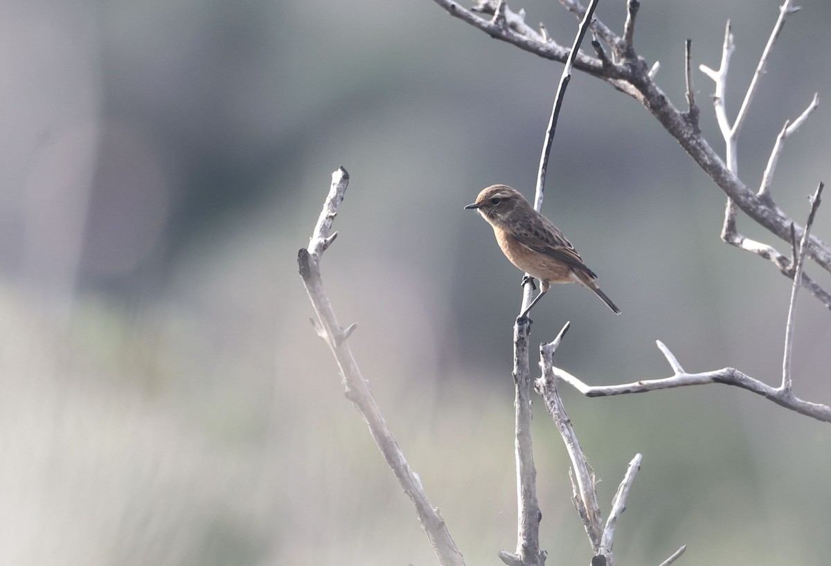 European Stonechat - ML645440806