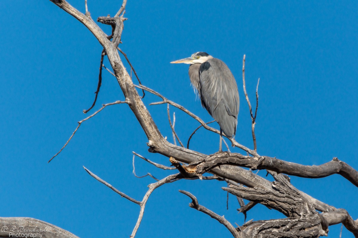 Great Blue Heron - ML645440815
