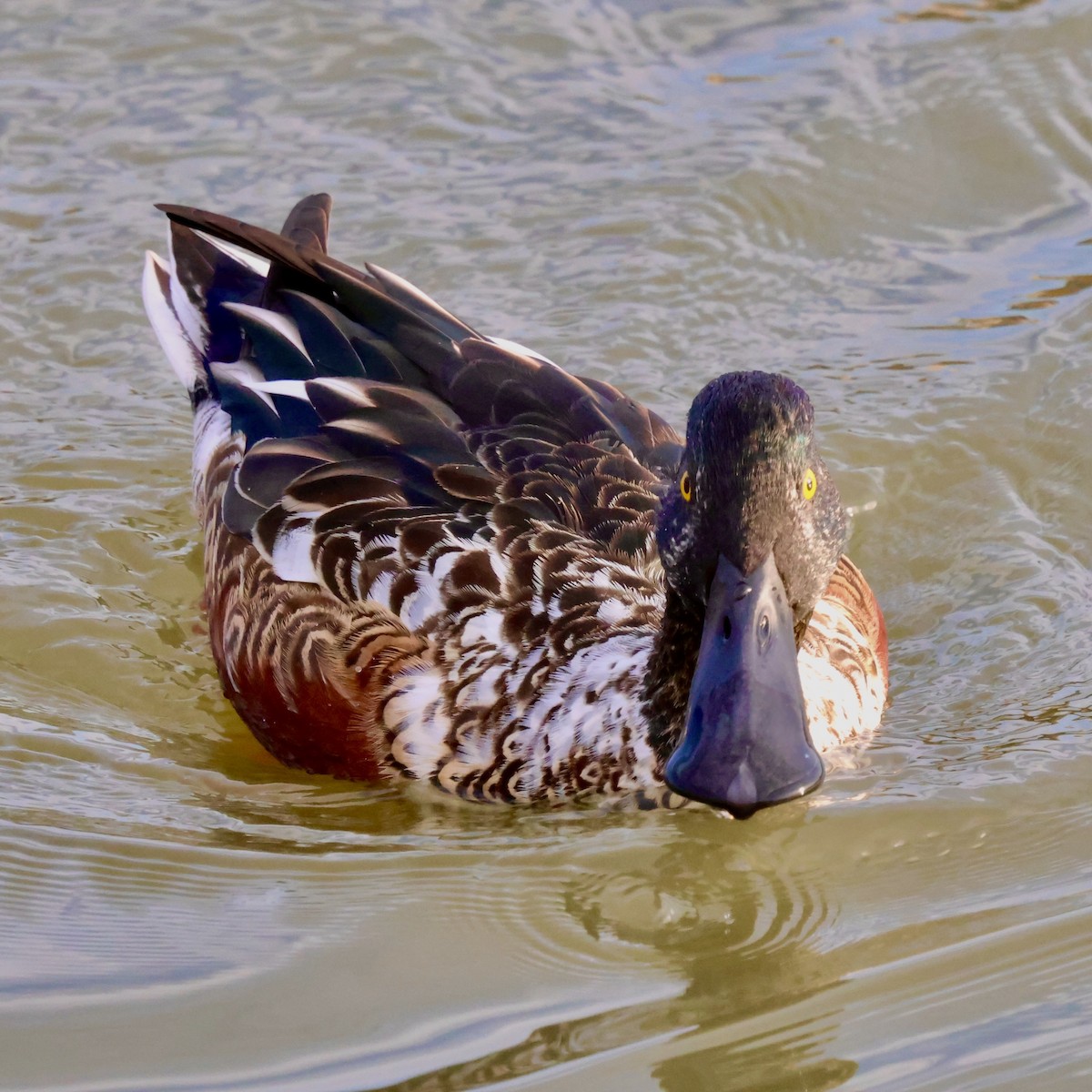 Northern Shoveler - ML645440822