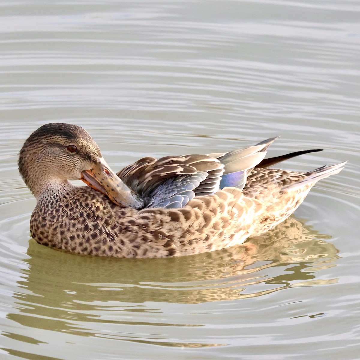 Northern Shoveler - ML645440823
