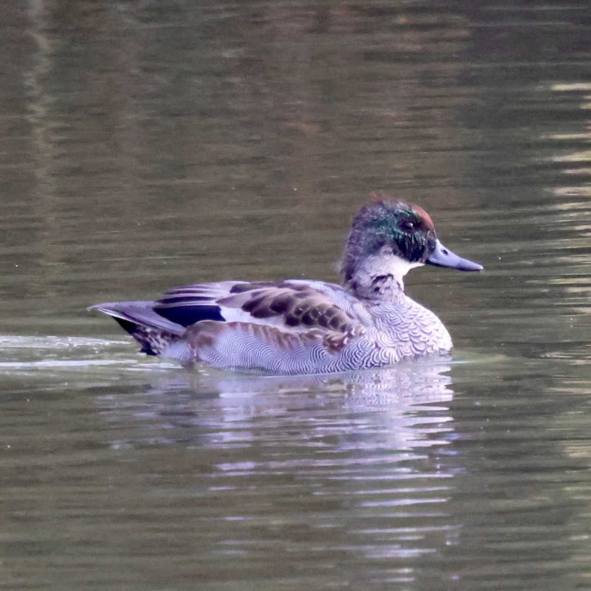 Falcated Duck - ML645440828