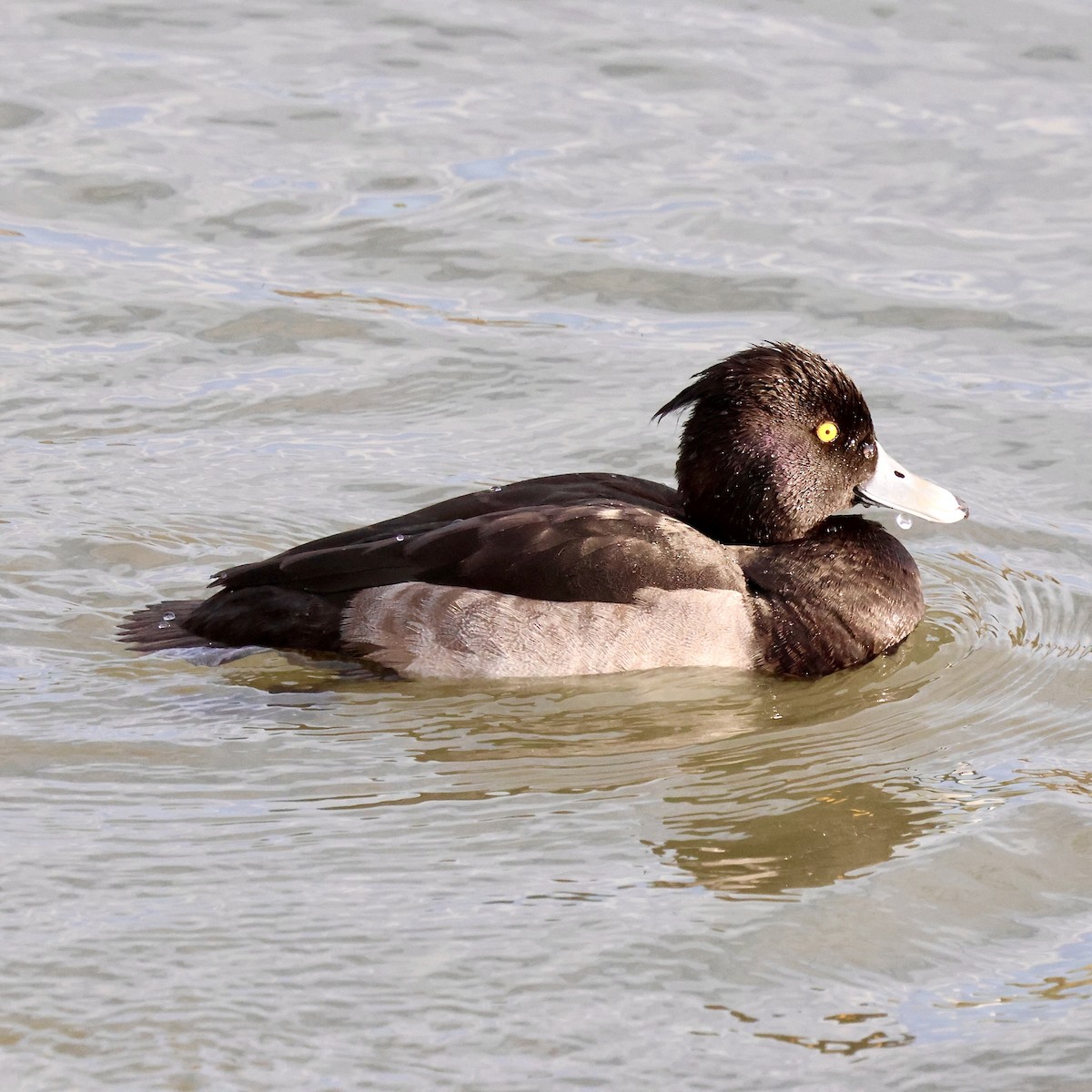 Tufted Duck - ML645440834