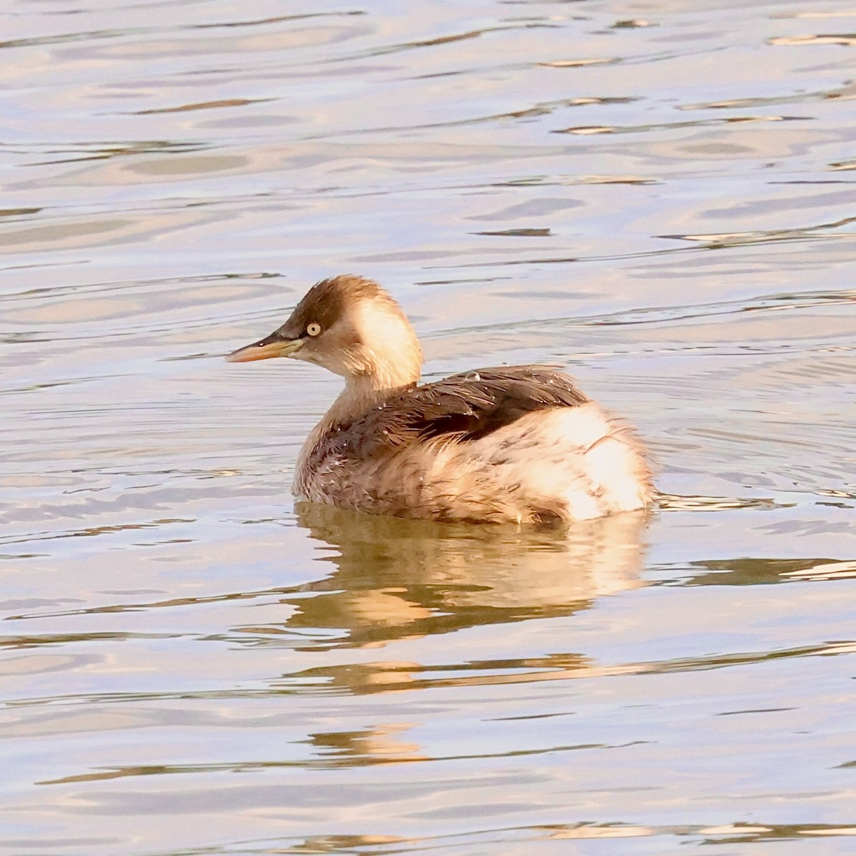 Little Grebe - ML645440836