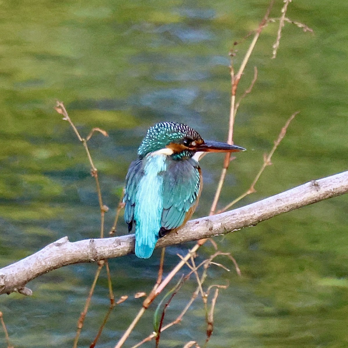 Common Kingfisher - ML645440840