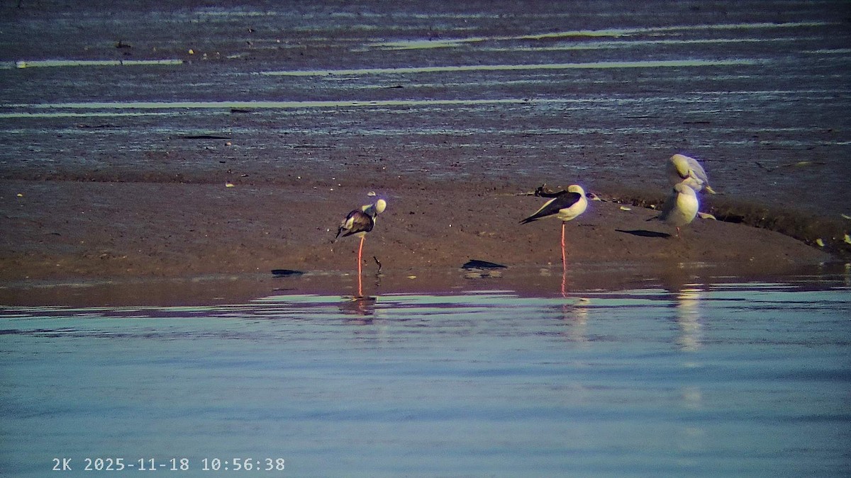 高蹺鴴 - ML645440844