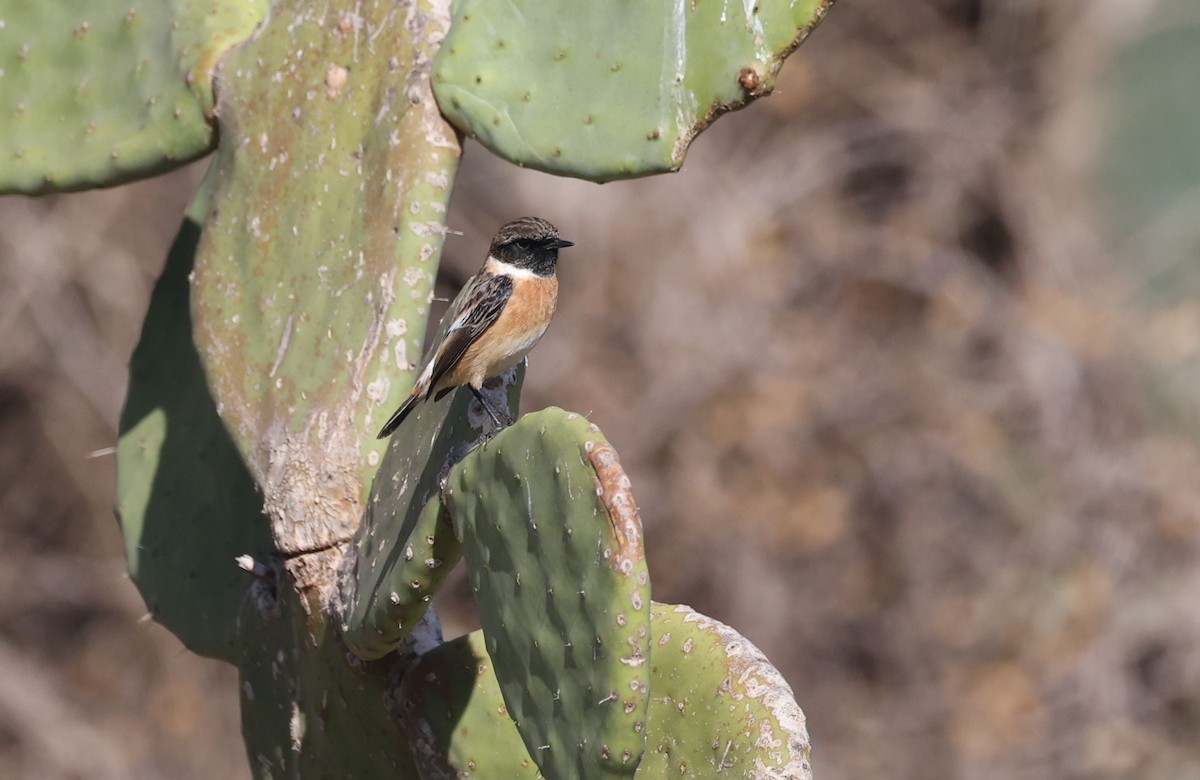 European Stonechat - ML645440852