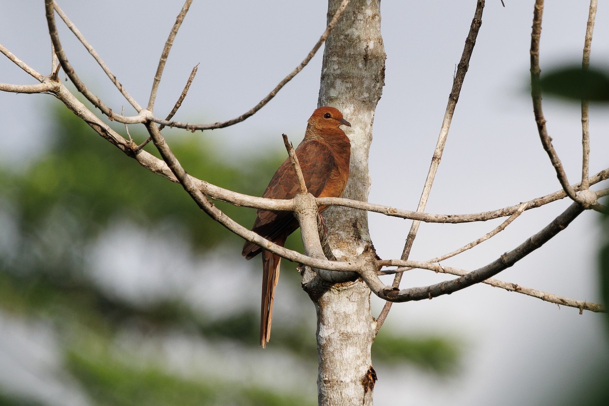 Palawan Cuckoo-Dove (undescribed form) - ML645440871