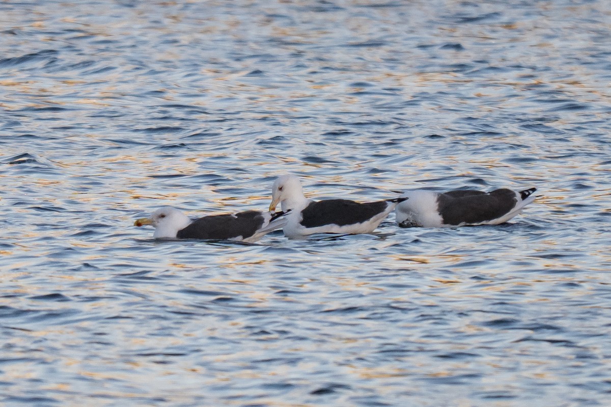 Great Black-backed Gull - ML645440877