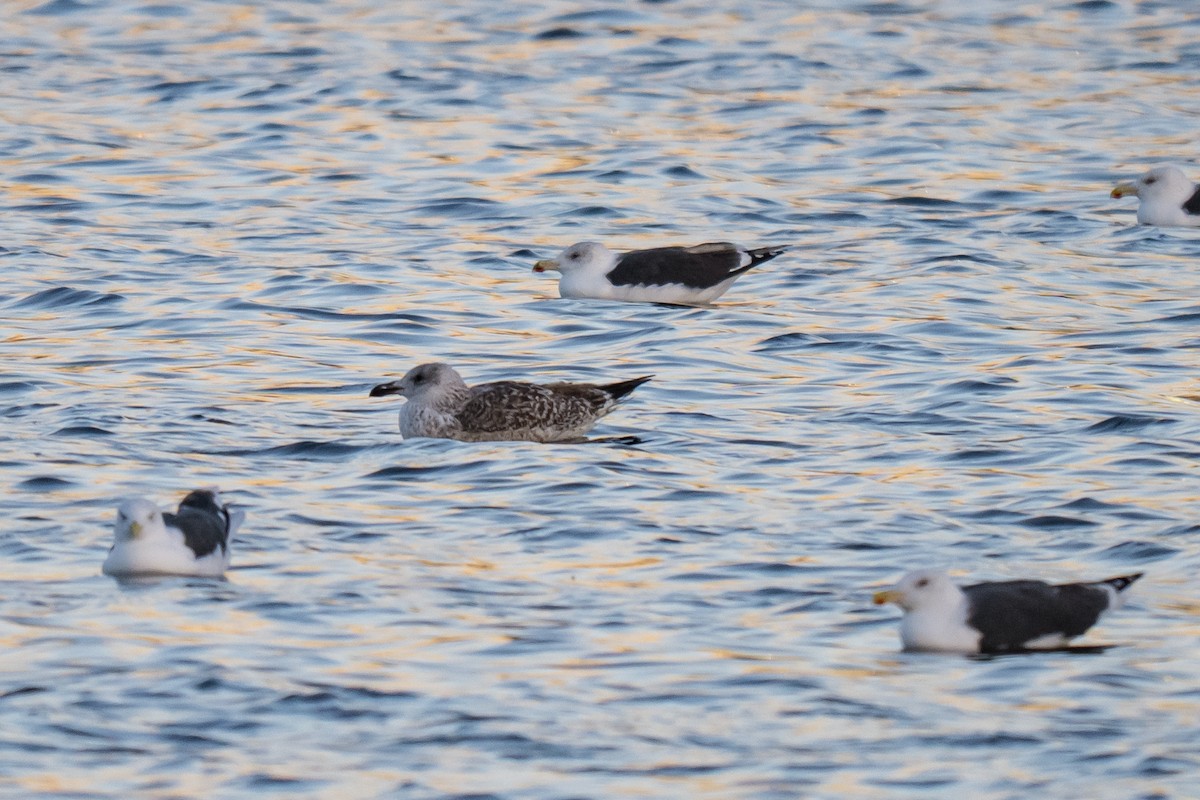 Great Black-backed Gull - ML645440878