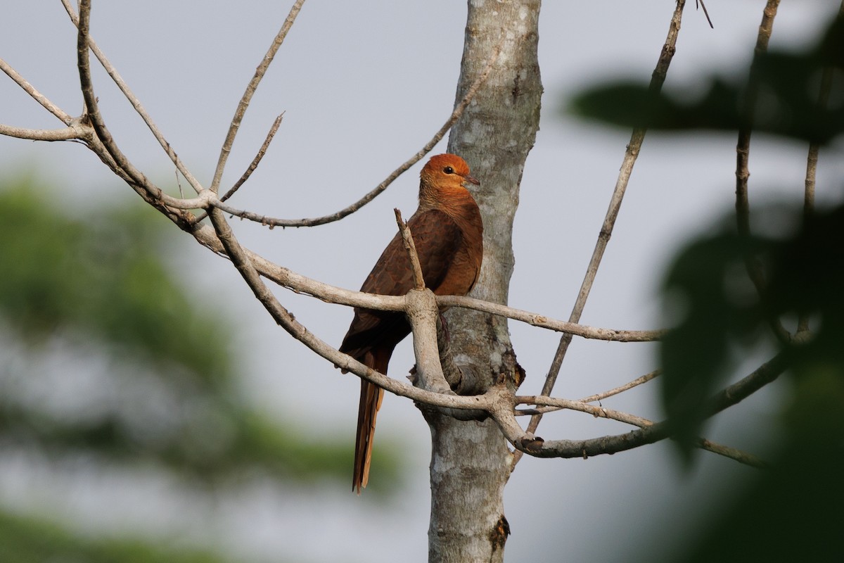 Palawan Cuckoo-Dove (undescribed form) - ML645440879