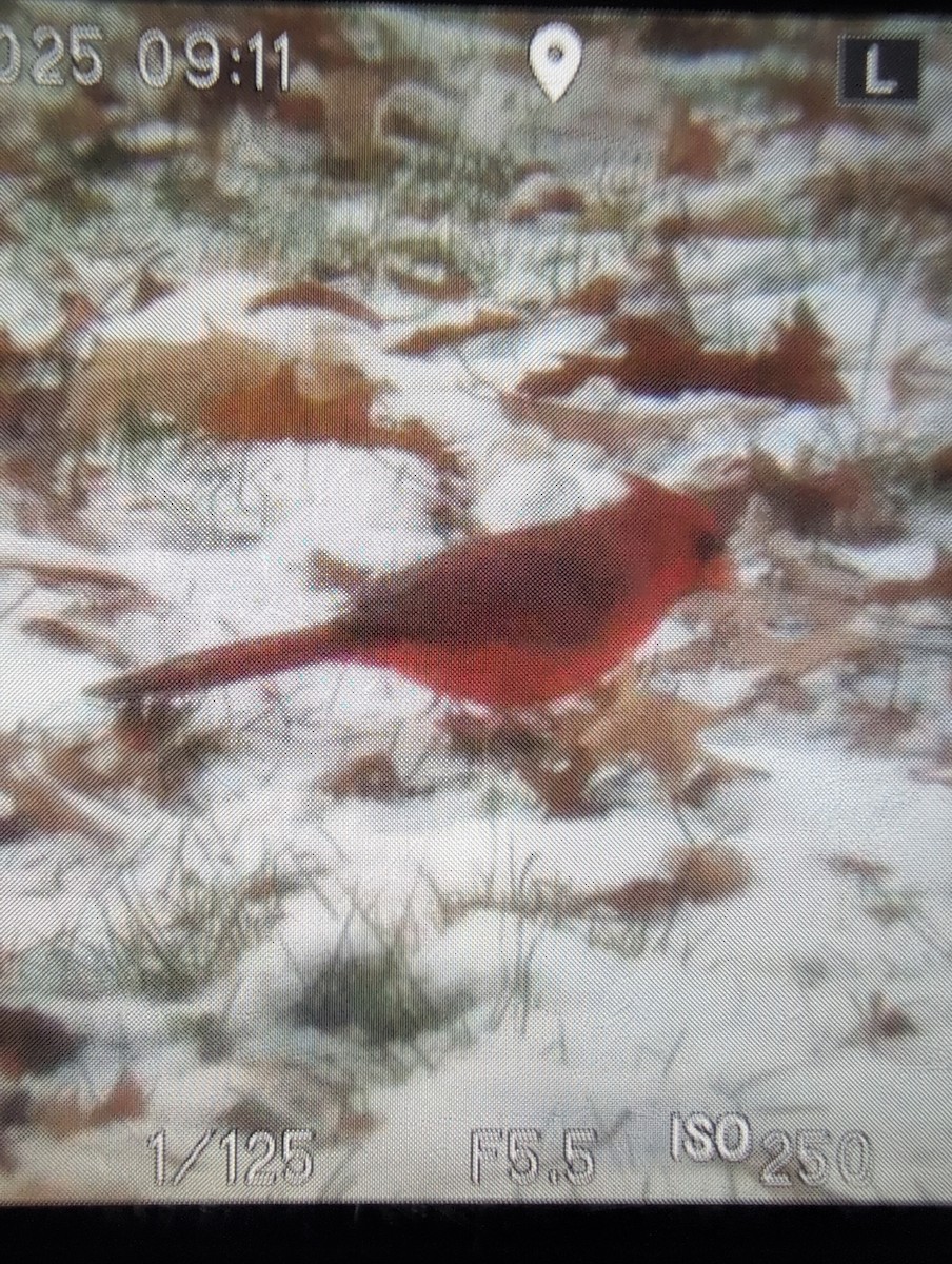 Northern Cardinal - ML645440880