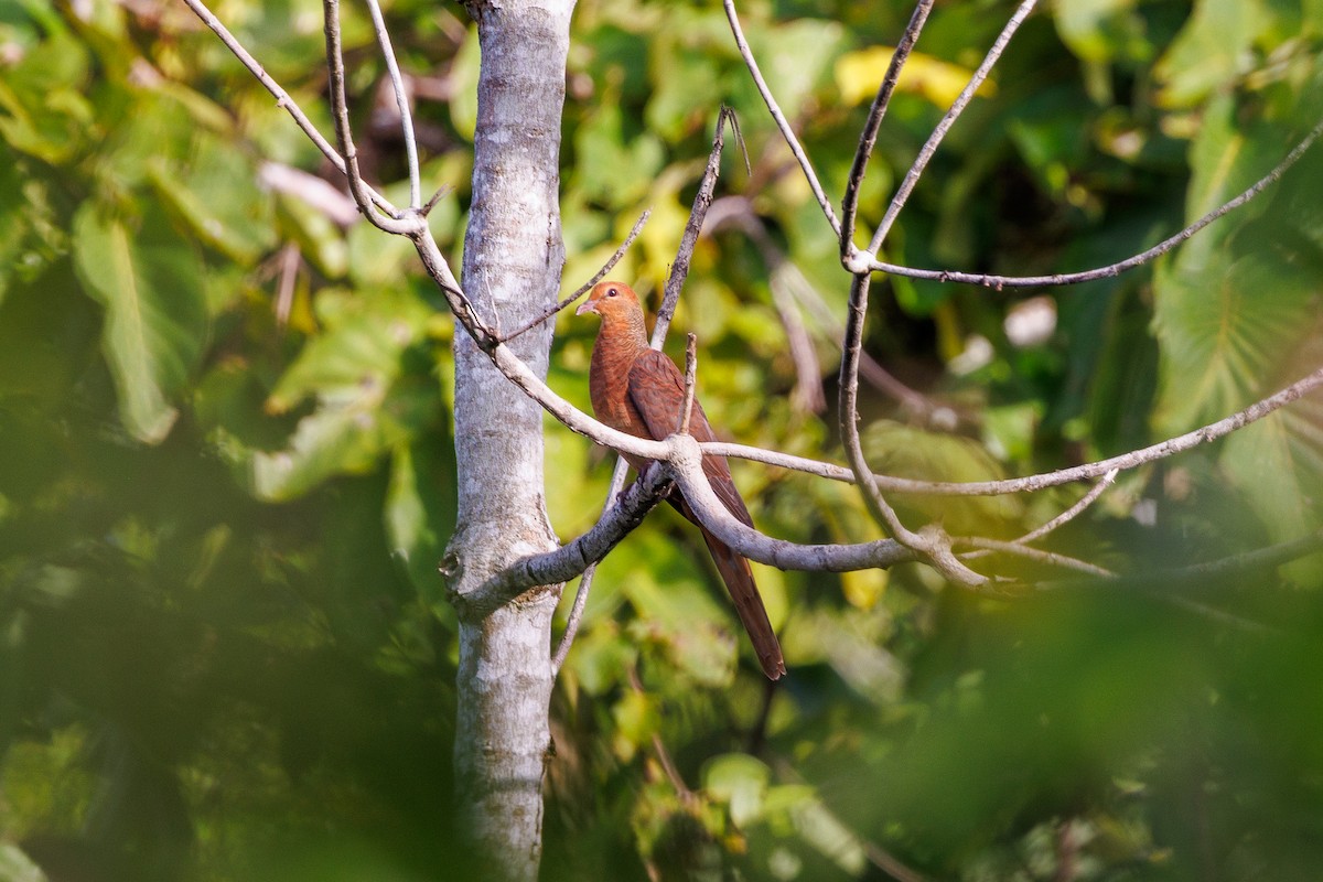 Palawan Cuckoo-Dove (undescribed form) - ML645440881