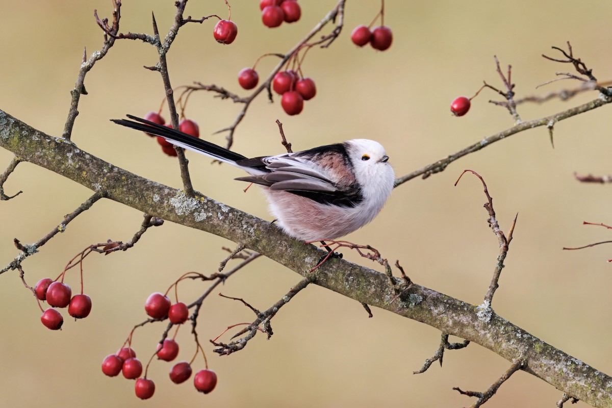 Long-tailed Tit - ML645440882