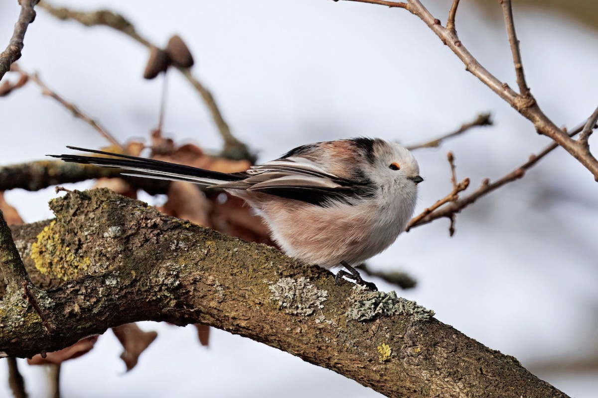 Long-tailed Tit - ML645440883