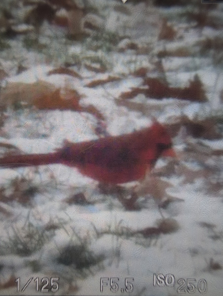 Northern Cardinal - ML645440884