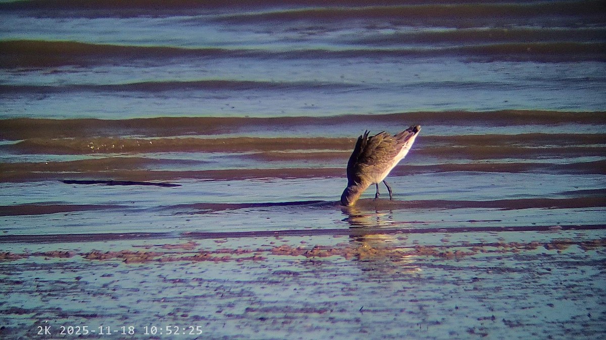 黑尾鷸 - ML645440885