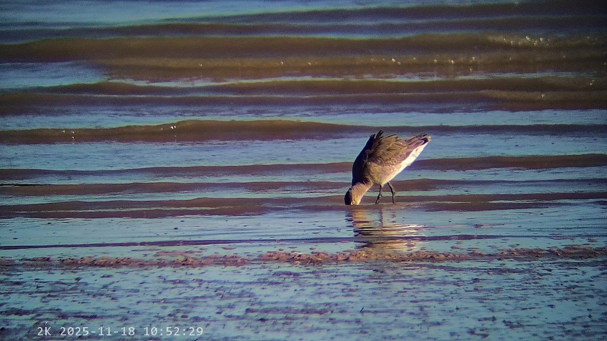 黑尾鷸 - ML645440886