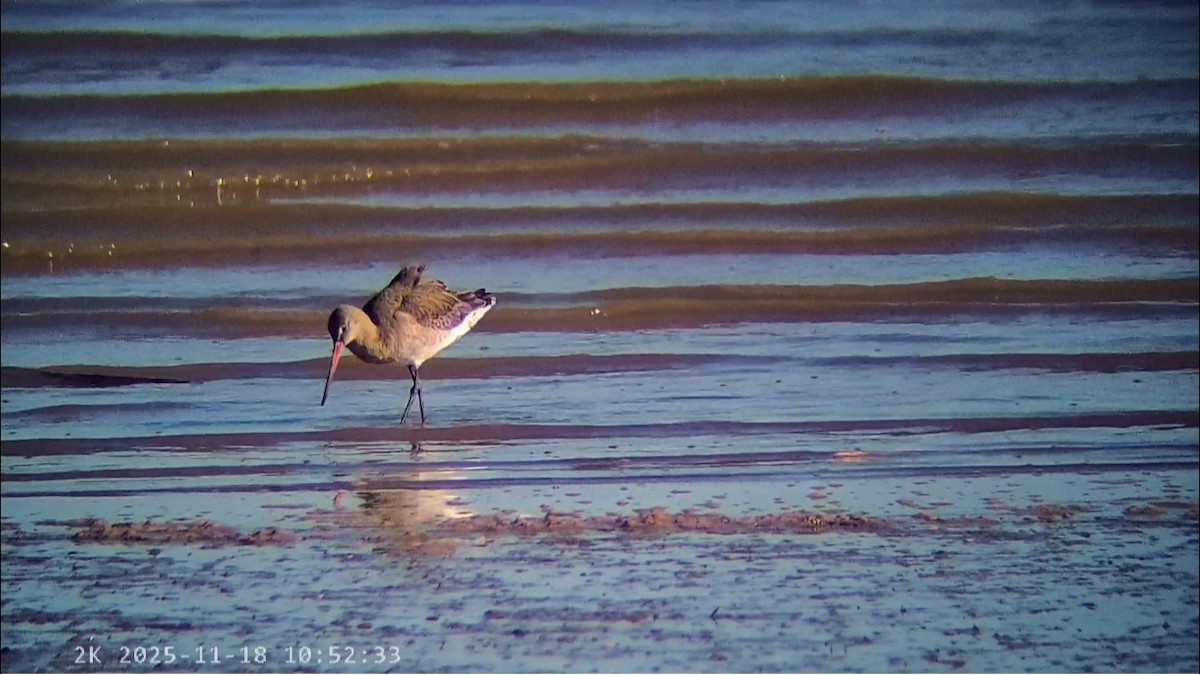 黑尾鷸 - ML645440887