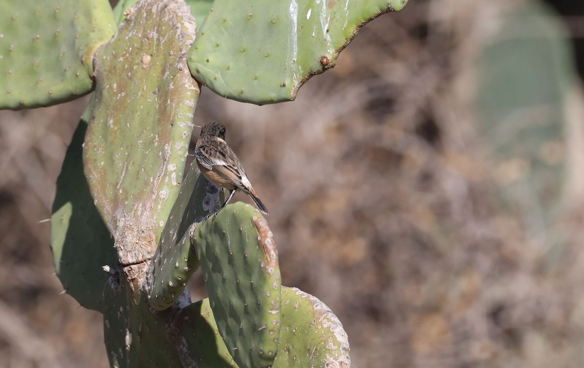 European Stonechat - ML645440888