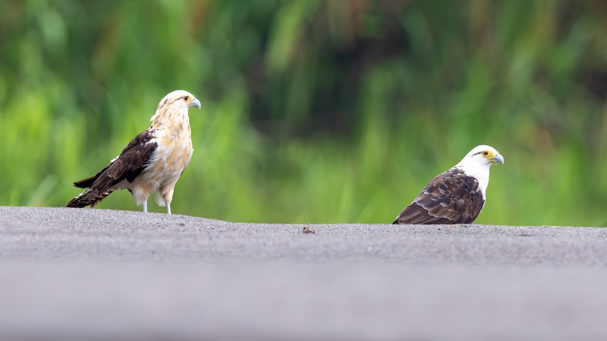 Yellow-headed Caracara - ML645440889