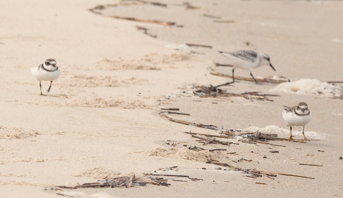 Semipalmated Plover - ML645440890