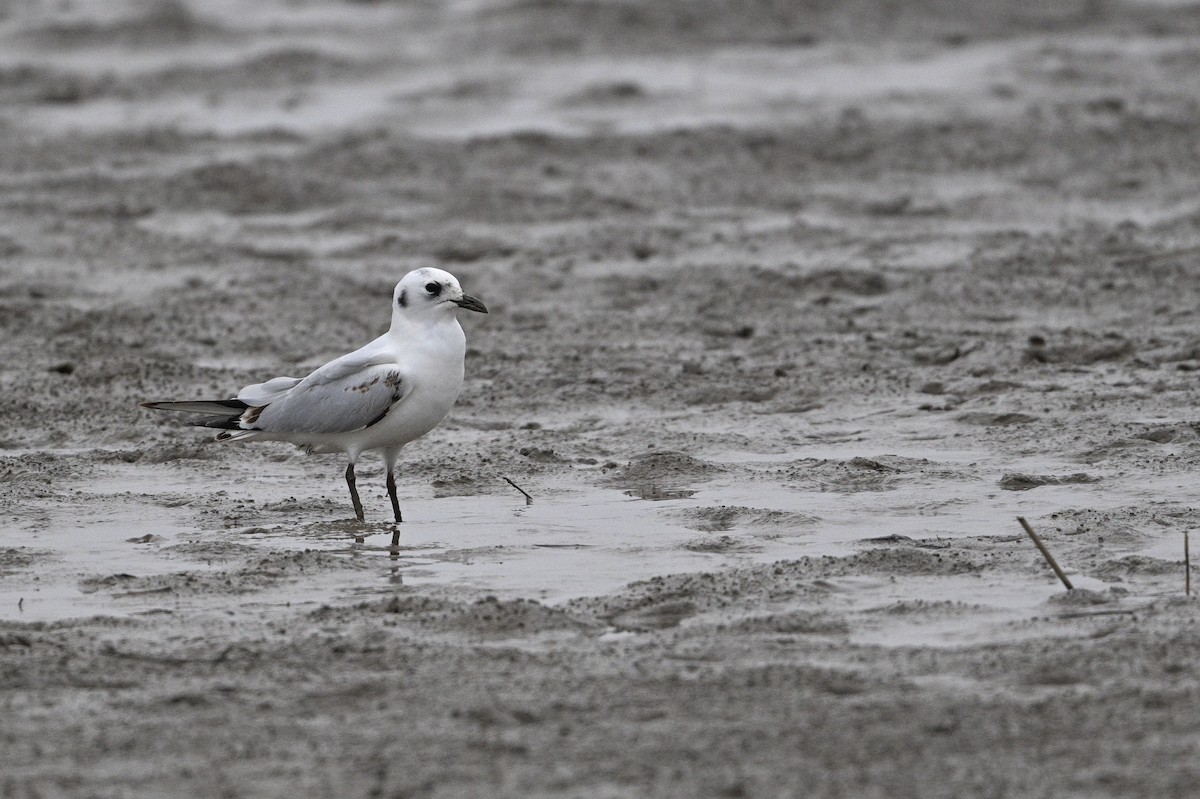 黑嘴鷗 - ML645440891