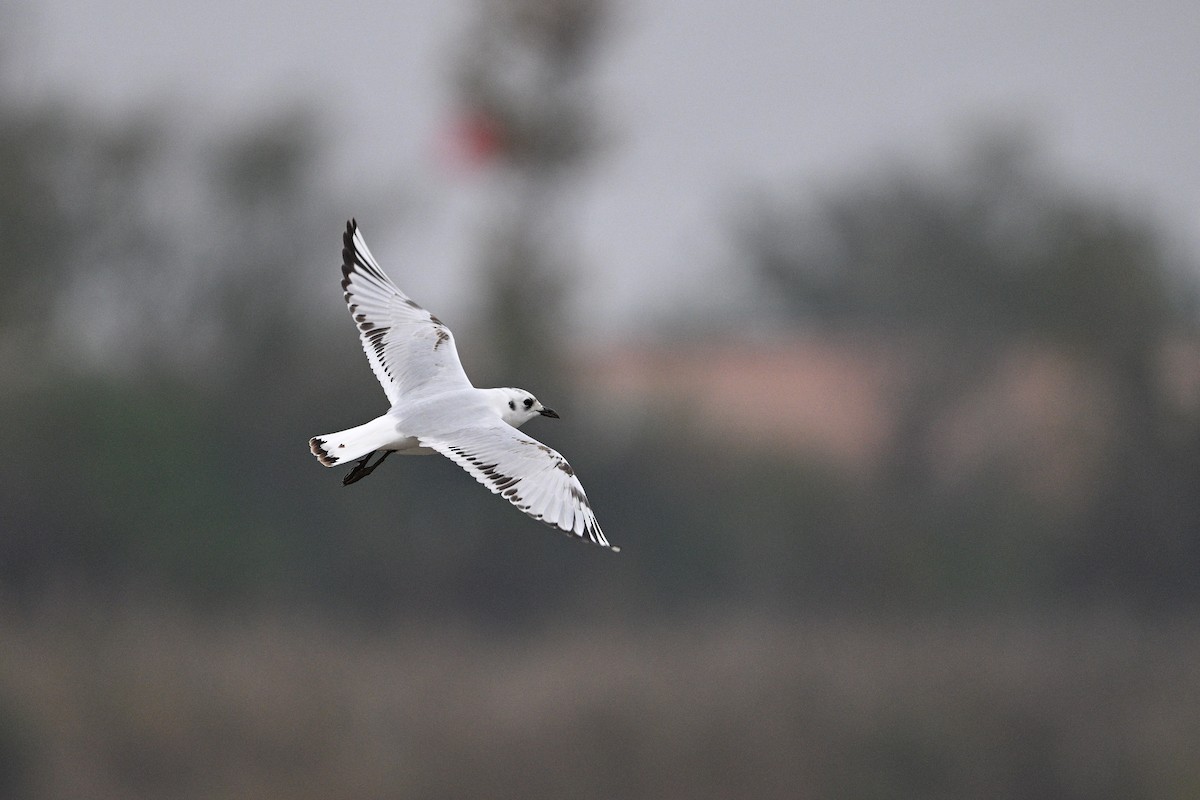 黑嘴鷗 - ML645440892