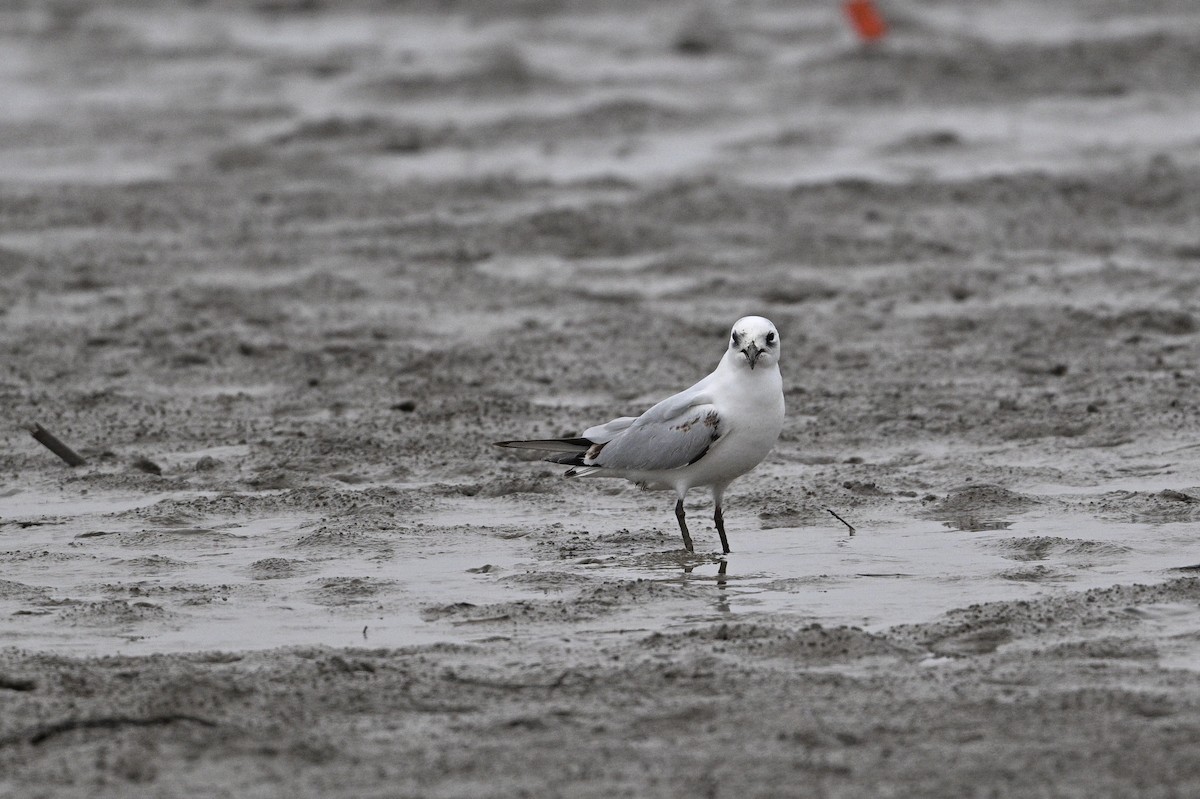 黑嘴鷗 - ML645440894