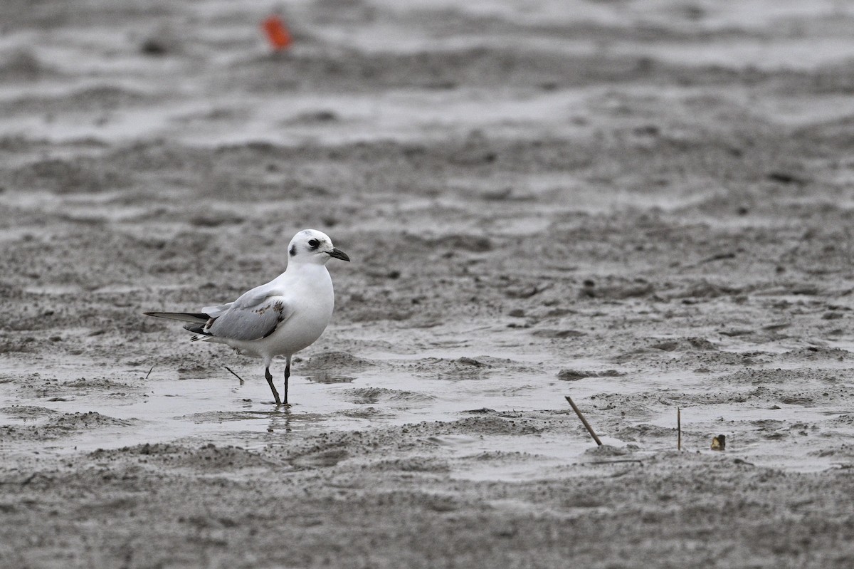 黑嘴鷗 - ML645440895