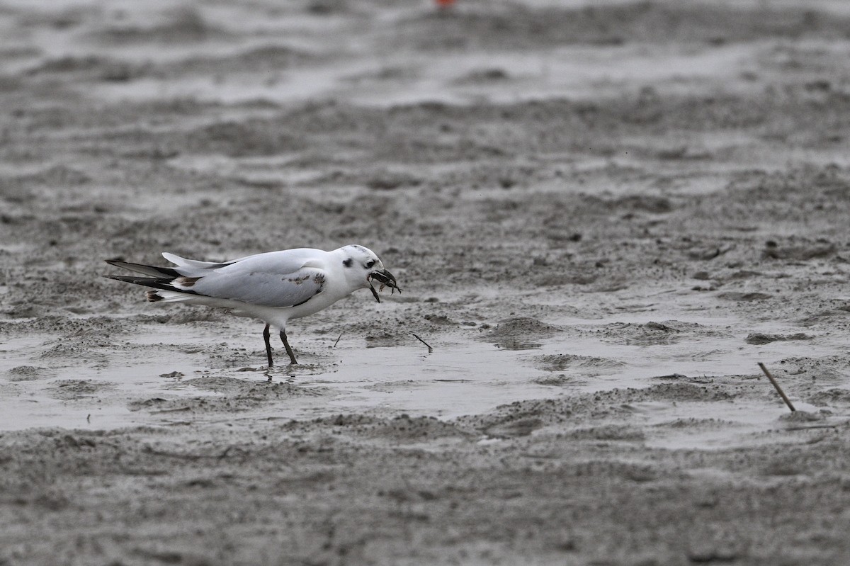 黑嘴鷗 - ML645440896