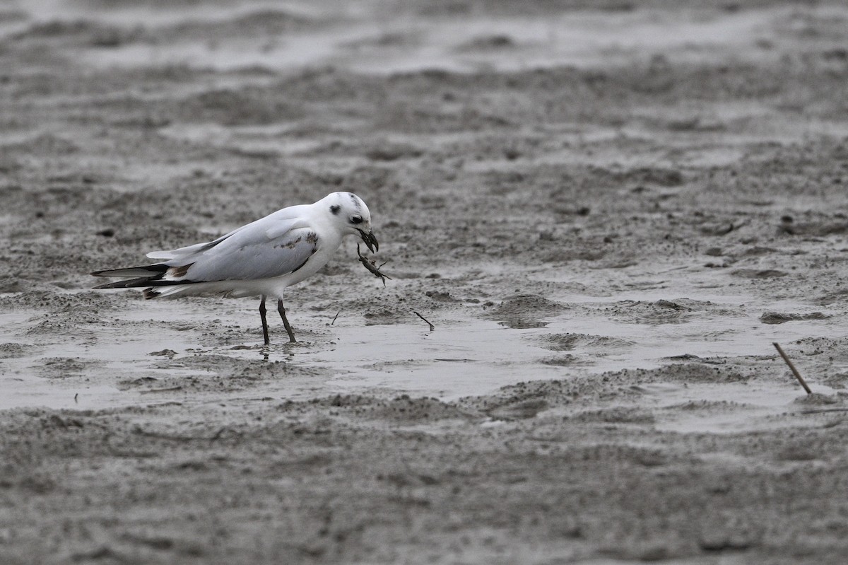 黑嘴鷗 - ML645440897