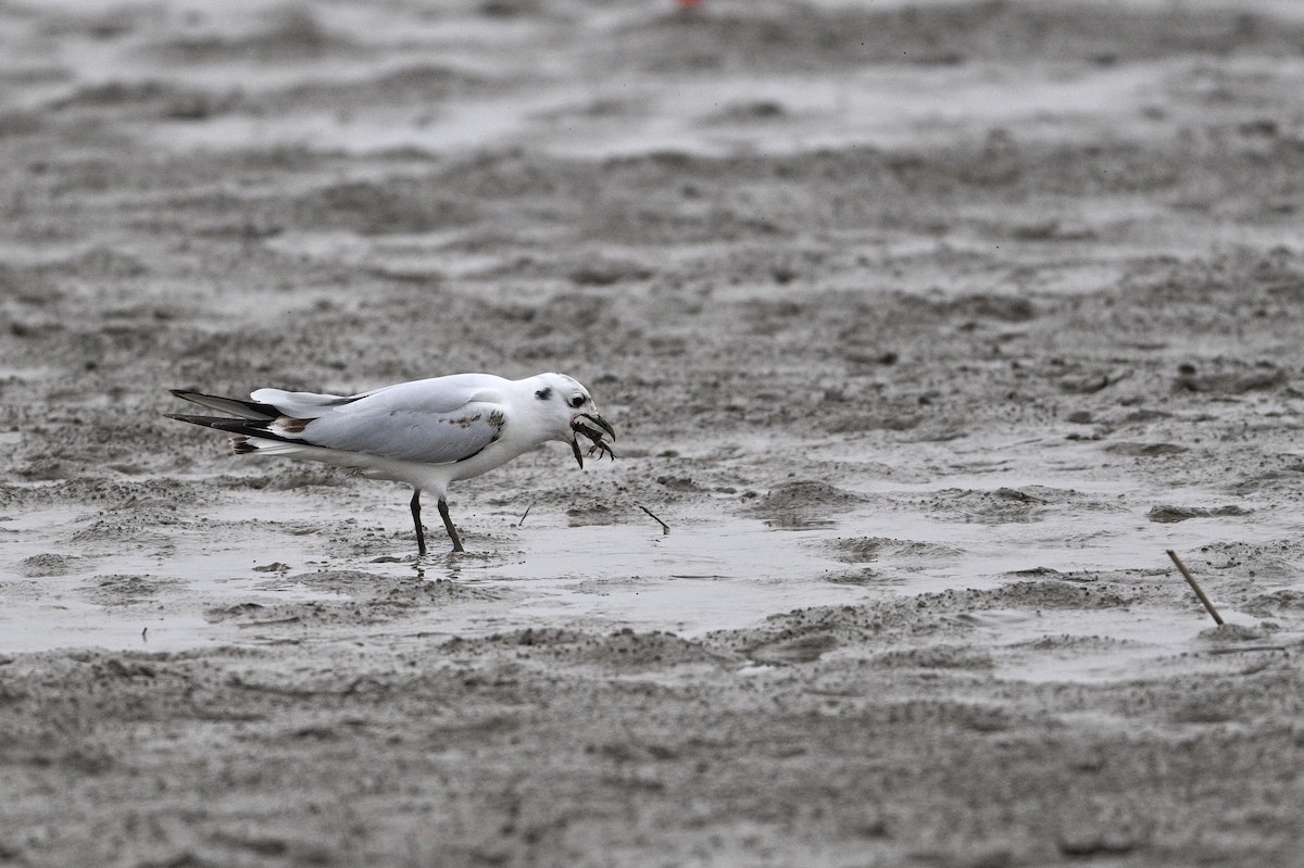 黑嘴鷗 - ML645440899