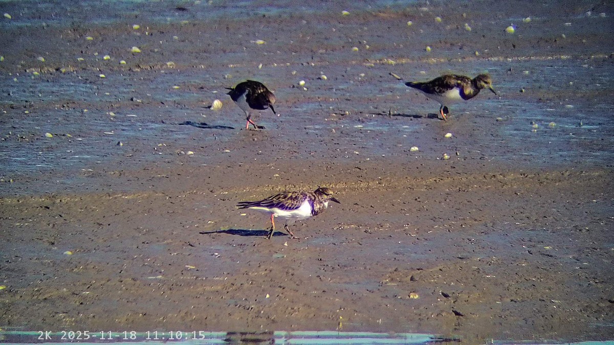 翻石鷸 - ML645440906