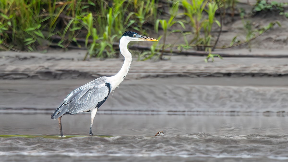 Cocoi Heron - ML645440907