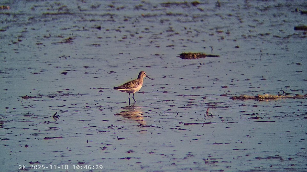 彎嘴濱鷸 - ML645440908