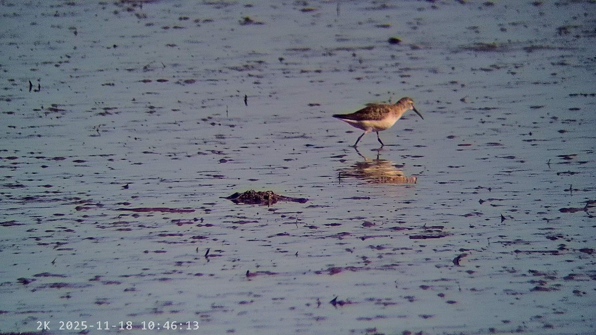 彎嘴濱鷸 - ML645440909