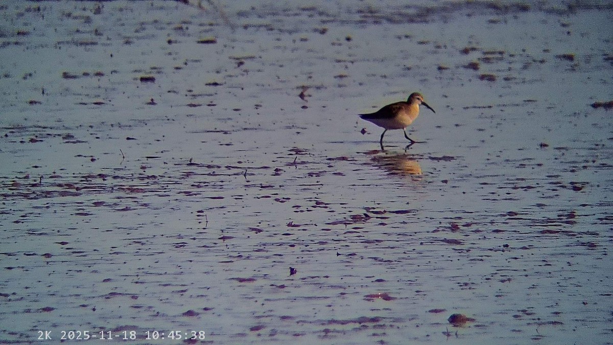 彎嘴濱鷸 - ML645440910